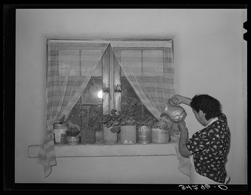 Spanish-American woman watering her flowers. Farm near Taos, New Mexico