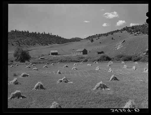 Wheat field on Spanish-American farm near Holman, New Mexico