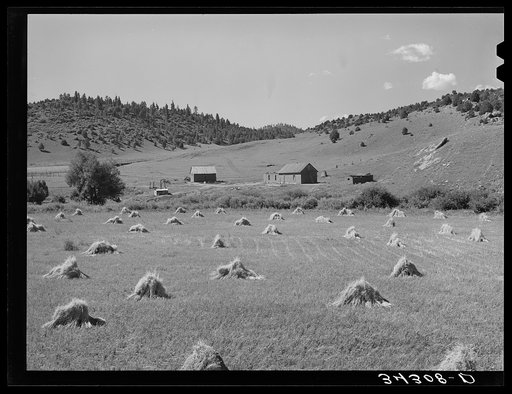 Untitled photo, possibly related to: Wheat field on Spanish-American farm near Holman, New Mexico