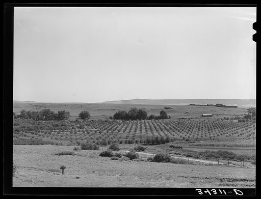 Orchard. Mora River Valley near Mora, New Mexico