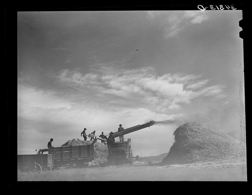 Threshing wheat near Questa, New Mexico