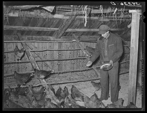 FSA (Farm Security Administration) client feeding his chickens on farm near Bradford, Vermont. Orange County