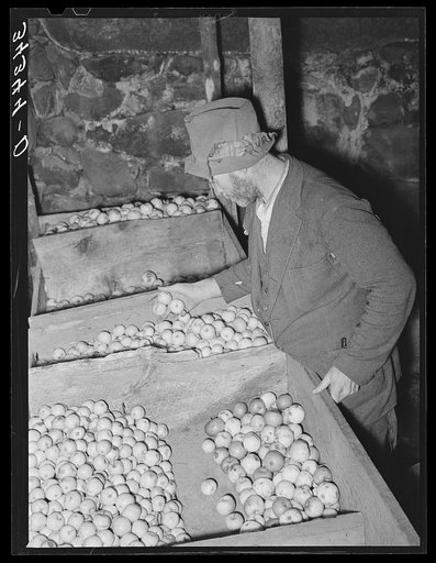 FSA (Farm Security Administration) client examining apples which are stored in bins in his cellar. Near Bradford, Vermont, Orange County