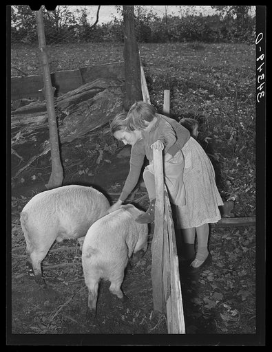 FSA (Farm Security Administration) client, wife, and daughter petting their pigs on their farm near Bradford, Vermont. Orange County