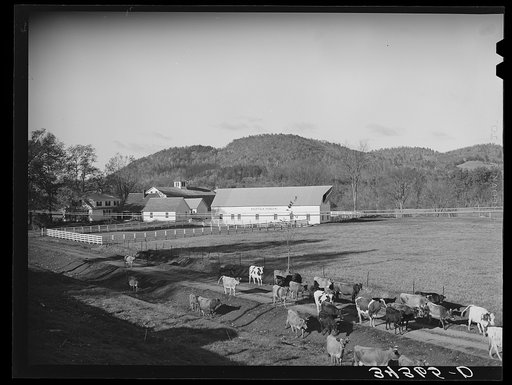 Untitled photo, possibly related to: Cows going home in the late afternoon near Wallingford, Vermont