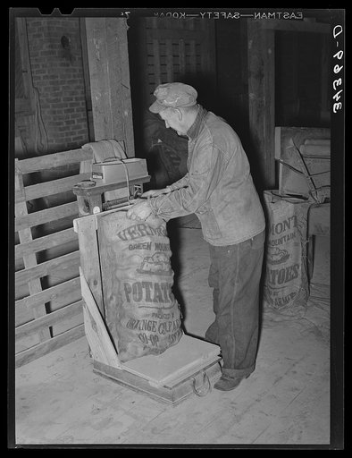 Weighing seed potatoes at cooperative's association. Bradford, Vermont, Orange County