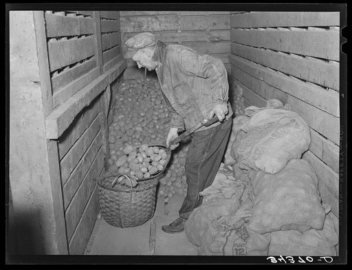 Untitled photo, possibly related to: Weighing seed potatoes at cooperative's association. Bradford, Vermont, Orange County