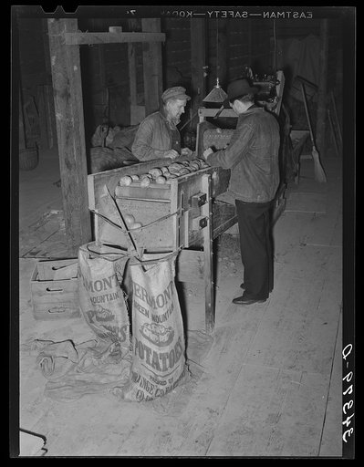 Grading potatoes in cooperative association. Bradford, Vermont