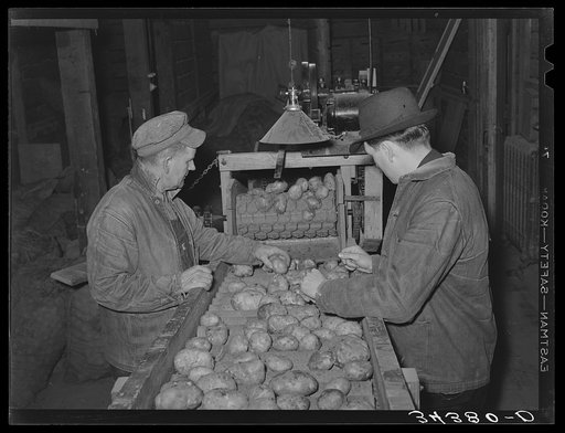 Grading potatoes in cooperative association. Bradford, Vermont