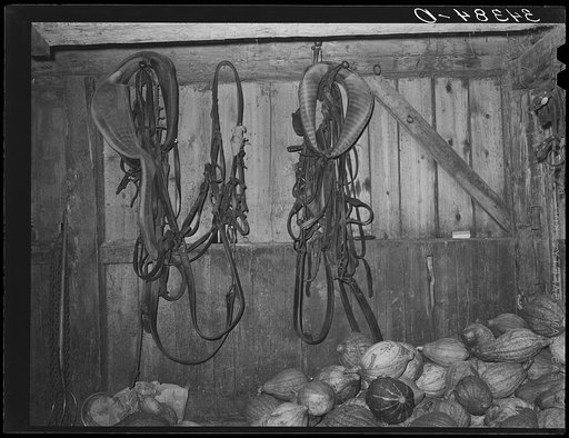 Interior of barn with harness and stored squashes, farm of FSA (Farm Security Administration) client in Orange County near Bradford, Vermont