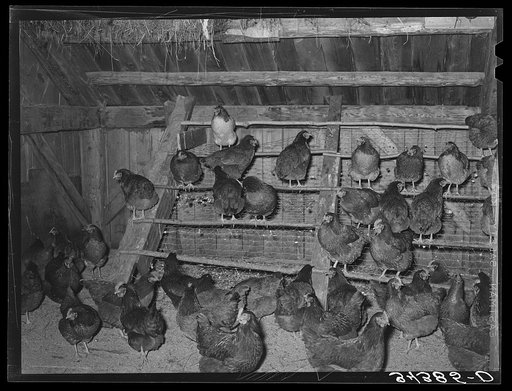 Hen house of FSA (Farm Security Administration) client. Orange County, near Bradford, Vermont