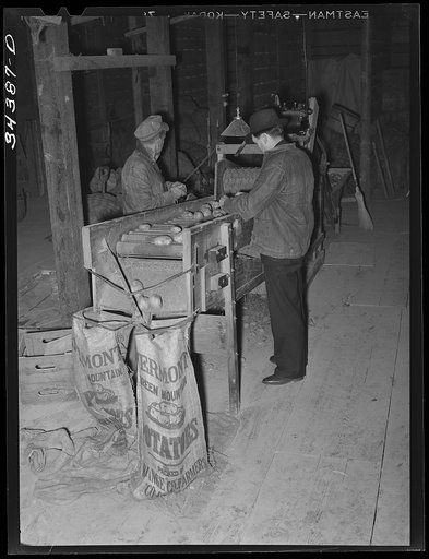 Untitled photo, possibly related to: Grading potatoes in cooperative association. Bradford, Vermont