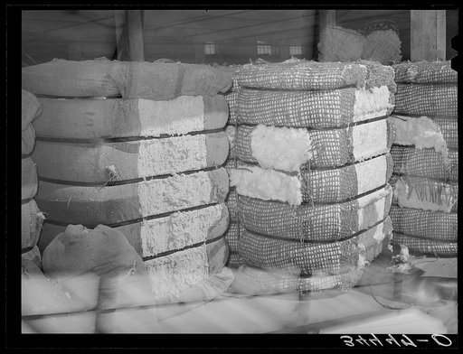 Bale of cotton linters and bale of middling cotton side by side in waarehouse. The bale of linter, on the side, left, is the fiber which is close to the seed. One of its major uses is the making of cellulose. Houston, Texas