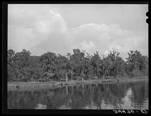 Moss-covered trees along the ship channel. Port of Houston, Texas