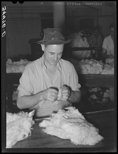 Testing cotton for length of fiber and grade. Compress, Houston, Texas
