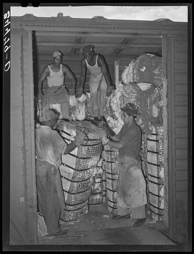 Unloading freight car load of cotton. Compress, Houston, Texas