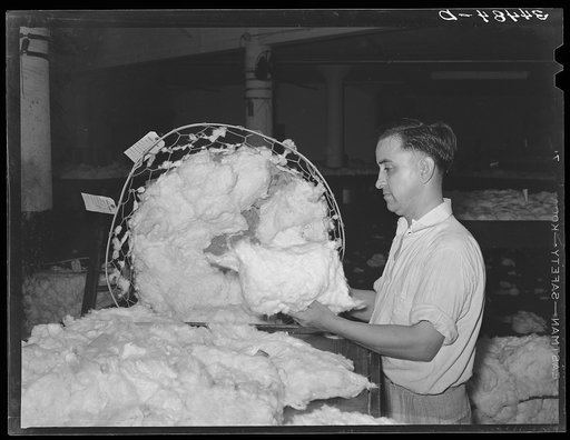 Sampler taking a swatch of cotton from basket. Compress, Houston, Texas