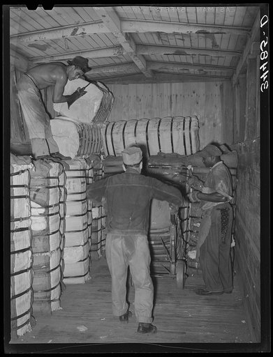 Unloading a carload of cotton at compress. Houston, Texas
