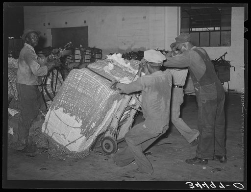 Action in loading a bale of cotton onto truck for transporting to compress. Houston, Texas