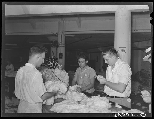 Sampling cotton at compress for length of staple and grade. These expert samplers can tell merely by looking at the staple what its length is within one sixteenth of an inch. Compress, Houston, Texas