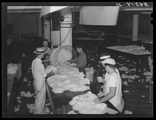 Sampling and grading cotton as to length and staple and grade under daylight conditions. Compress, Houston, Texas