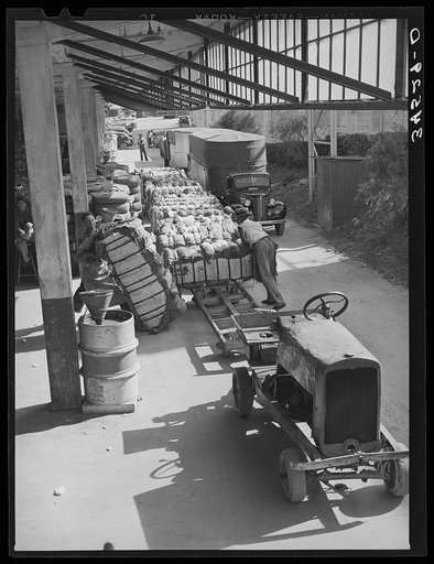 Unloading bales of cotton from truck-drawn trailers at compress, Houston Texas. Cotton was transported to the compress from Oklahoma in large trucks in background