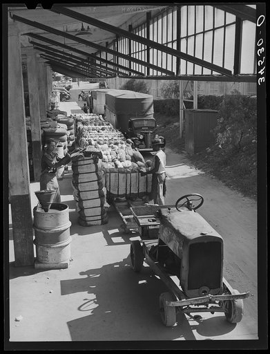 Unloading bales of cotton from truck-drawn trailers at compress, Houston Texas. Cotton was transported to the compress from Oklahoma in large trucks in background