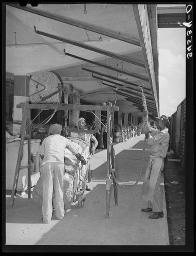 Weighing cotton at unloading platform. Compress, Houston, Texas