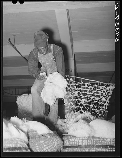 Tagging samples of cotton. Compress, Houston, Texas