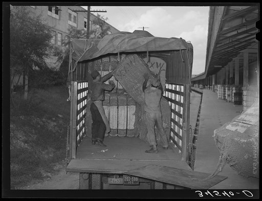 Unloading truckload of cotton. Compress, Houston, Texas