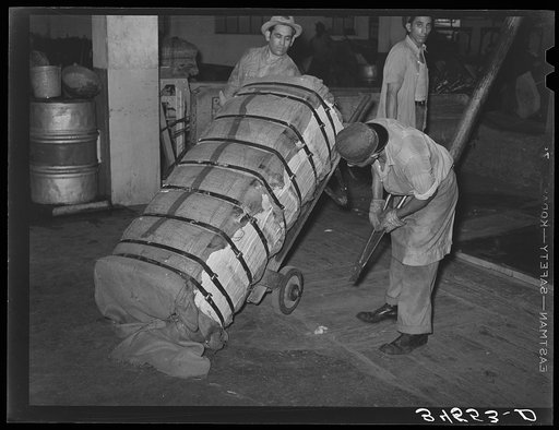 "Killing the spiders" on a bale of cotton. This means knocking down the jagged edges and wire joints. In Texas there is a state law requiring any person handling a bale of cotton to "kill the spiders." Compress, Houston, Texas