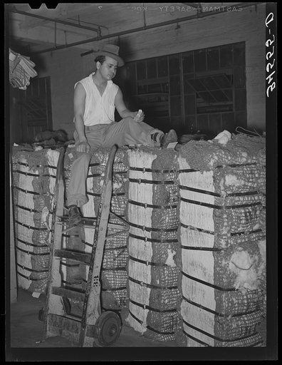 Mexican trucker eating lunch atop bales of cotton. Compress, Houston, Texas