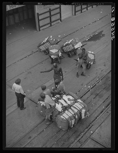 Longshoremen at the cotton docks. Port of Houston, Texas