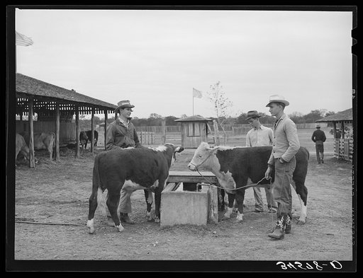 4-H boys with their steers at Gonzales County Fair. Gonzales, Texas