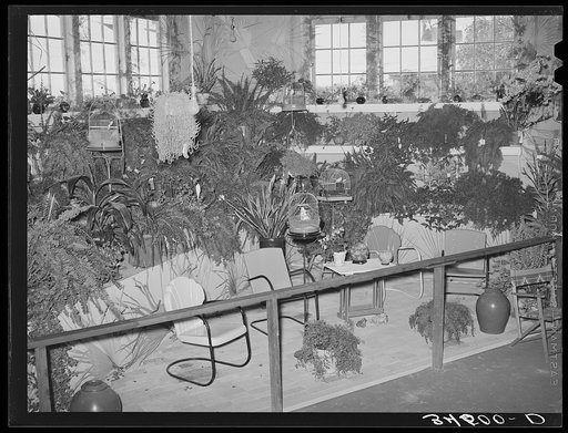 Looking at exhibit of pot plants at the Gonzales County Fair. Gonzales, Texas