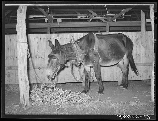 Work mule at the Gonzales County Fair. Gonzales, Texas