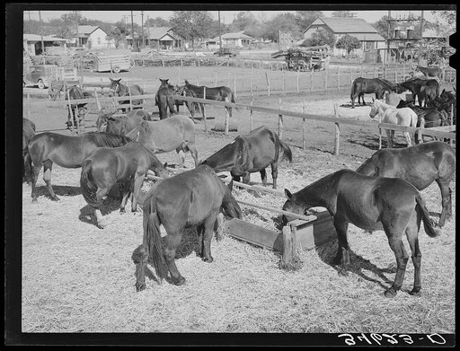 Mules feeding in sale lot. Taylor, Texas