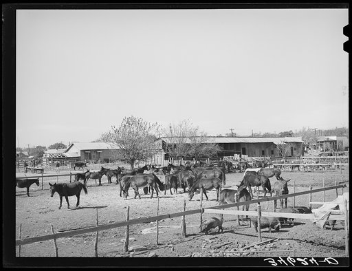 Mules in sale lot. Taylor, Texas