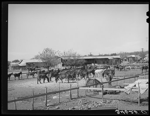 Untitled photo, possibly related to: Mules in sale lot. Taylor, Texas