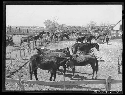 Mules in sale lot. Taylor, Texas