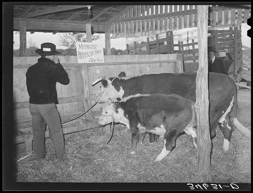 Untitled photo, possibly related to: 4-H boys with their steers at Gonzales County Fair. Gonzales, Texas