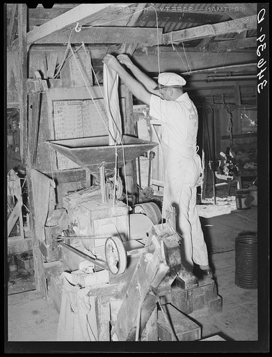 Proprietor of feed mill emptying sack of shelled corn into hopper for grinding into cornmeal. Taylor, Texas