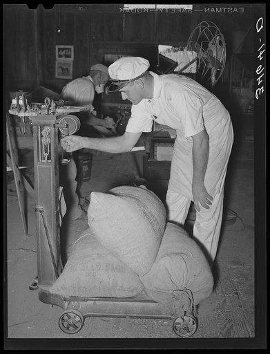 Farmer unloading a trailer of corn feed mill. Taylor, Texas