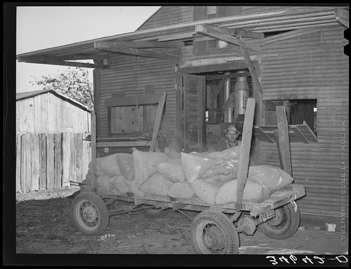 Untitled photo, possibly related to: Farmer unloading a trailer of corn at feed mill. Taylor, Texas