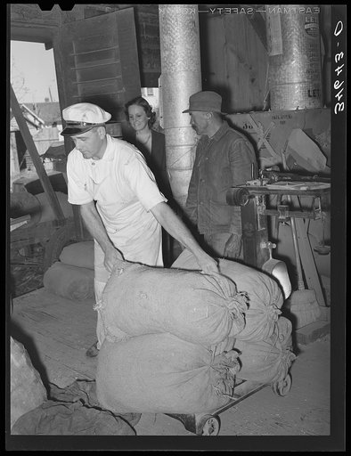 Untitled photo, possibly related to: Farmer unloading a trailer of corn feed mill. Taylor, Texas