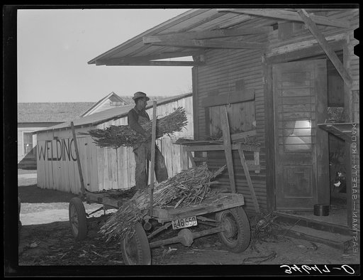 Farmer unloading a trailer of corn at feed mill. Taylor, Texas