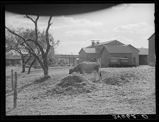 Cotton gin yard with cow eating cotton seed hulls. West, Texas