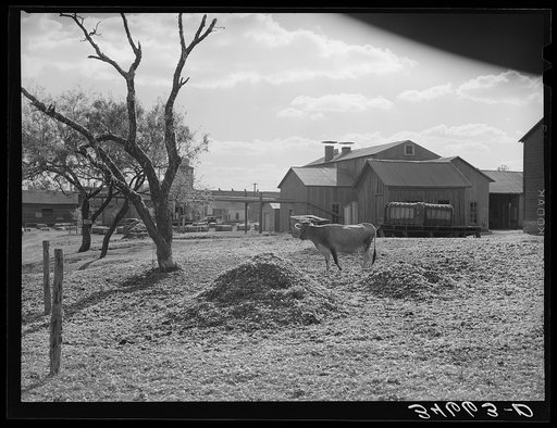 Untitled photo, possibly related to: Cotton gin yard with cow eating cotton seed hulls. West, Texas