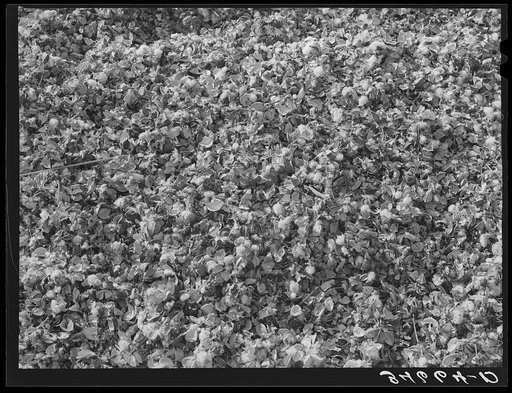 Cotton seed, cotton seed hulls and dry pads of cotton waste in the gin yard. West, Texas