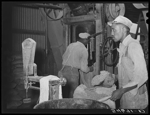 Negro weighing up feed made of peanut shells and blackstrap molasses. Comanche, Texas